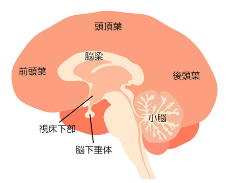 脳の構造のイメージ画像