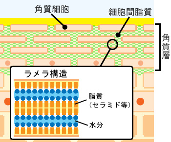 イメージ画像:細胞間脂質の構造