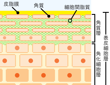 角質層と細胞間脂質のイメージ